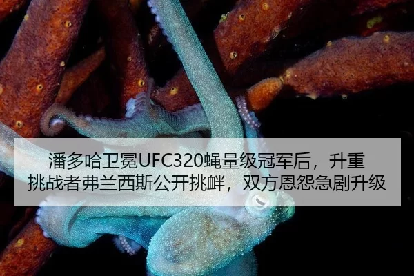 潘多哈卫冕UFC320蝇量级冠军后，升重挑战者弗兰西斯公开挑衅，双方恩怨急剧升级